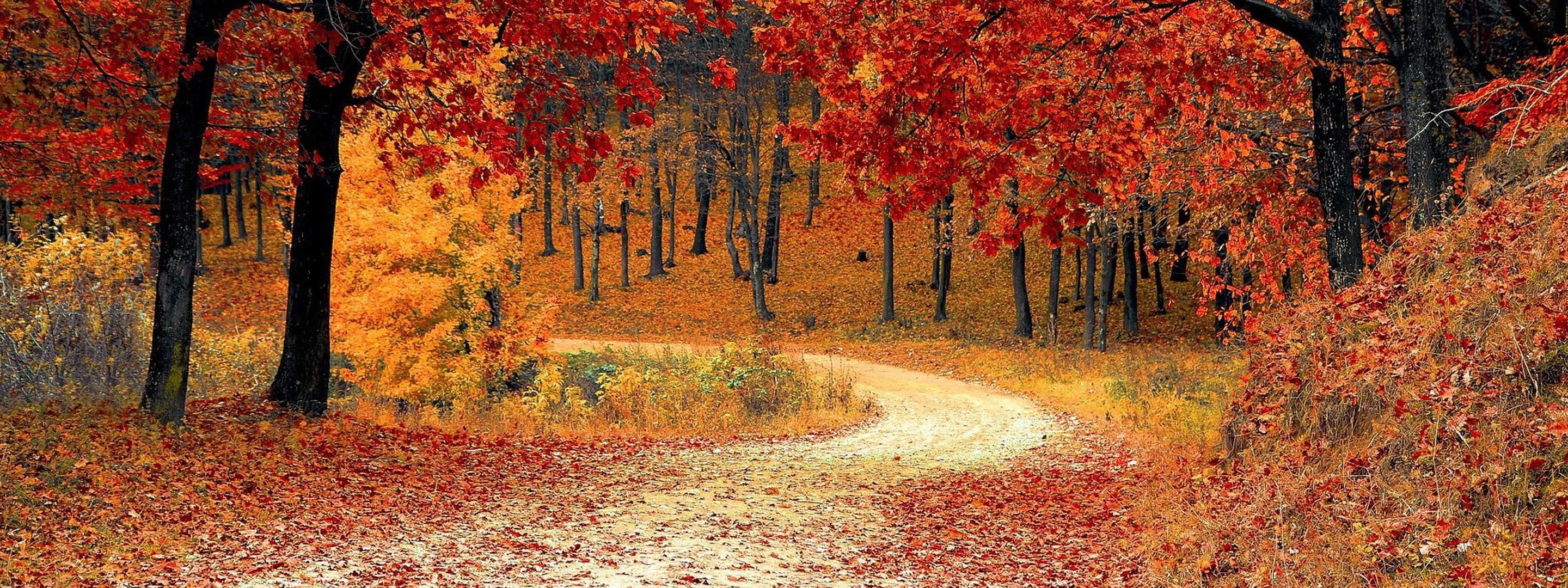 Herbstwetter mit farbigen Blättern im Wald